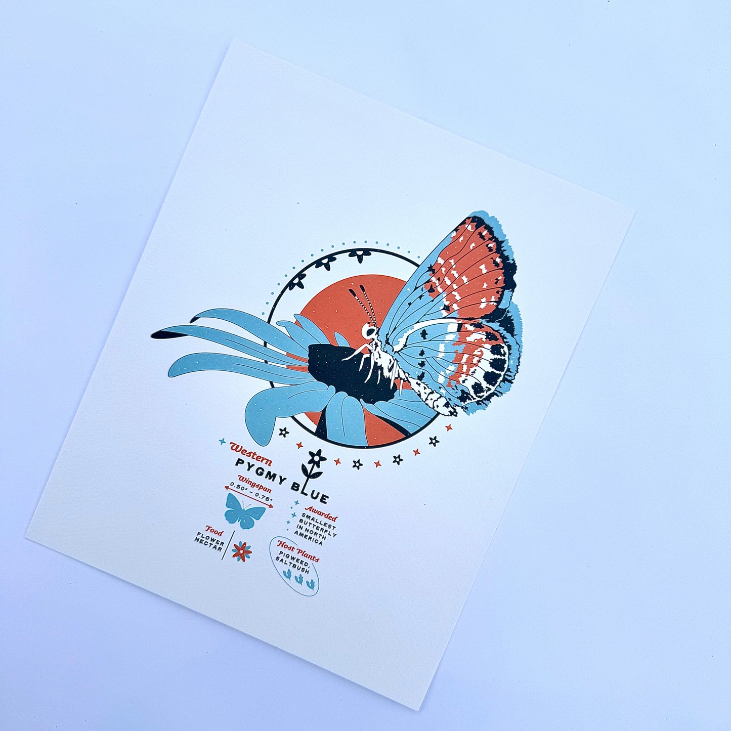 Pygmy Blue Art Print