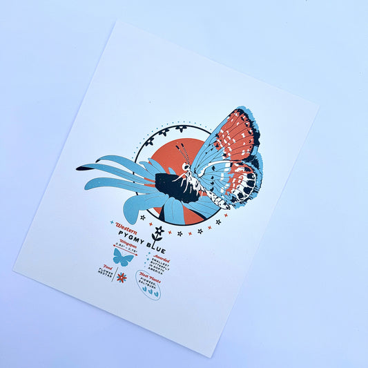 Pygmy Blue Art Print