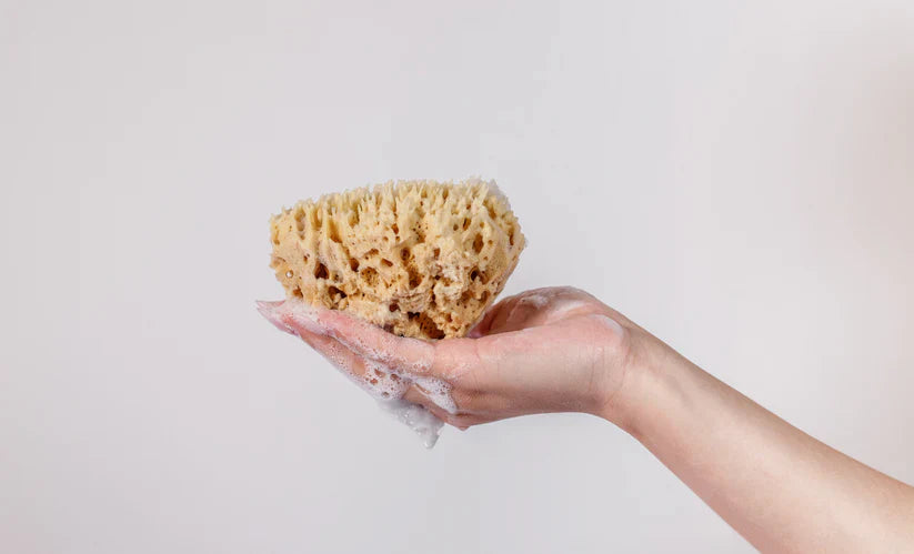 Organic Sea Sponge - myBase - S&H